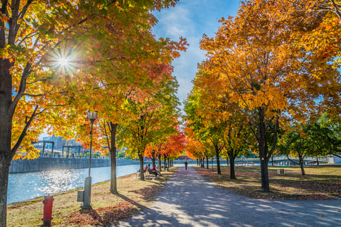 Montreal Streets