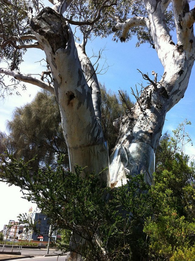 The Corroboree Tree at St. Kilda Junction is over 350 years old! (photo via Chris Cody, Flickr)