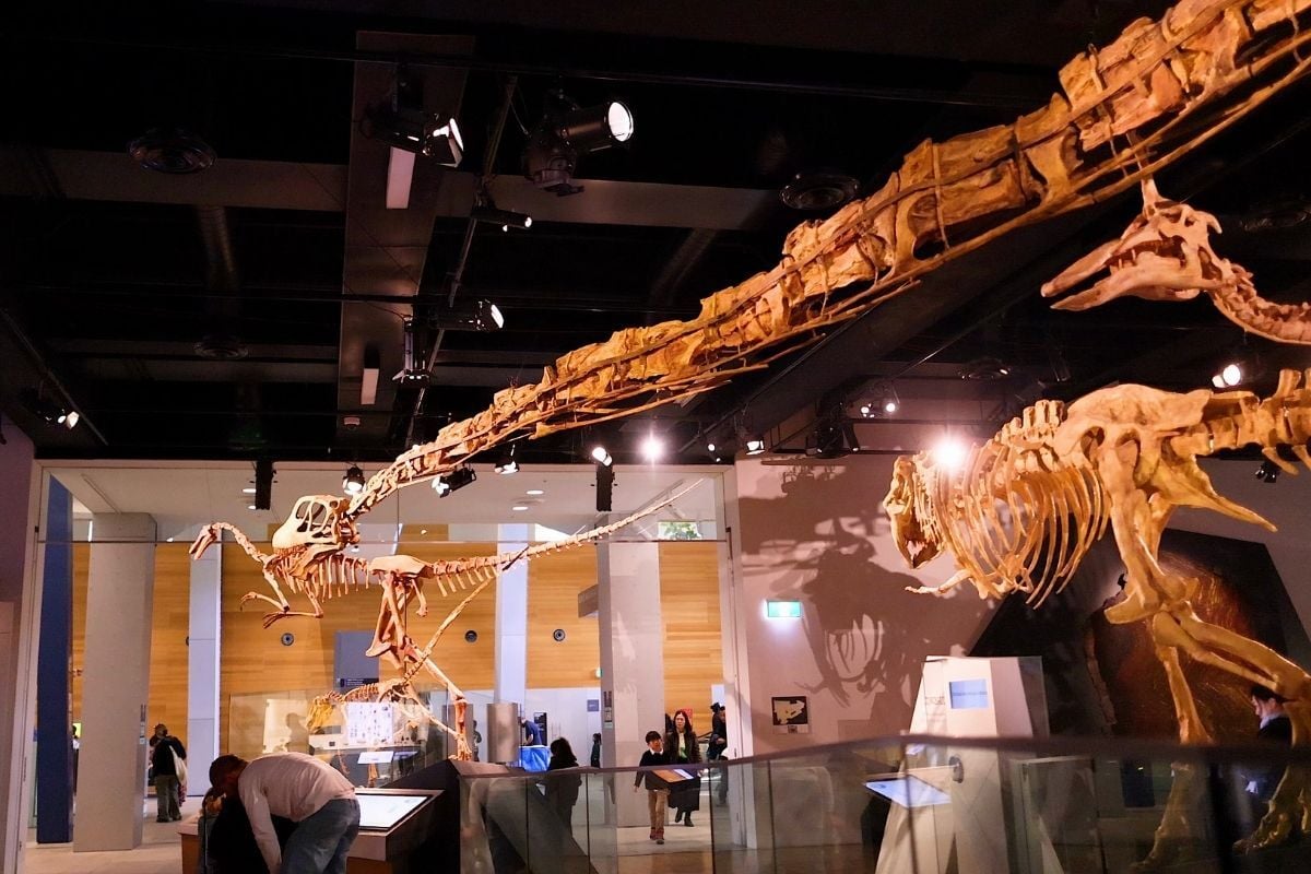 things to do in melbourne museum