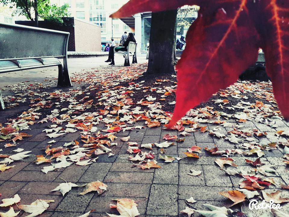 A city park in autumn, with vivid red and orange leaves scattered on the ground. A person sits on a bench in the distance, under a tree.