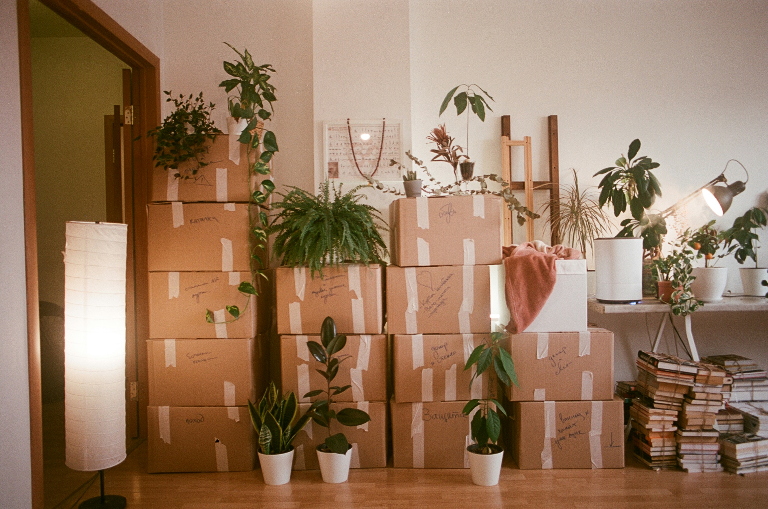 Stacked cardboard boxes in a brightly lit room, surrounded by various potted plants. A cozy atmosphere with a warm lamp and a pile of books.