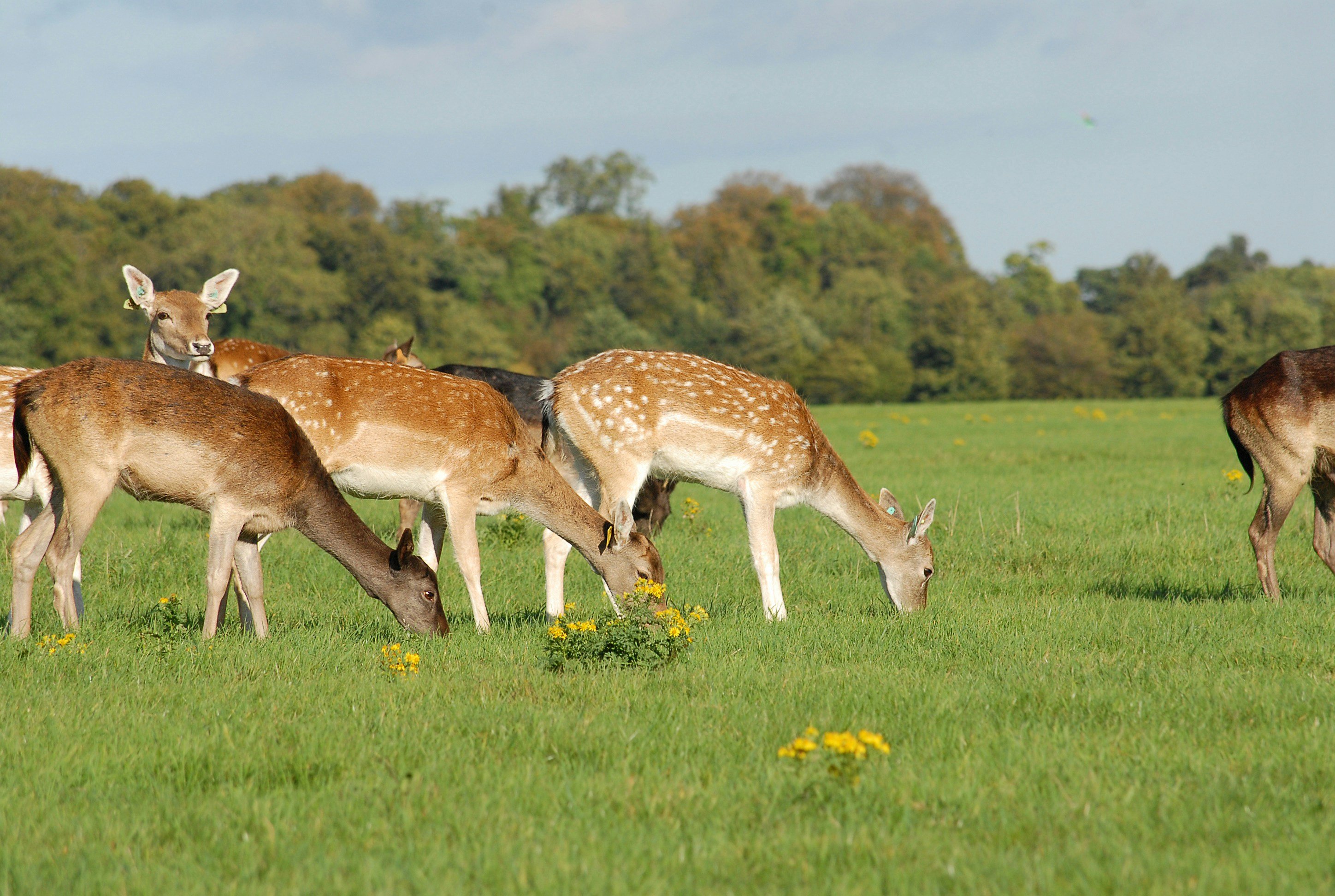 A group of deer grazes in a lush, green field under a blue sky. Dappled sunlight highlights the deer's spotted coats, with trees in the background. Peaceful scene.