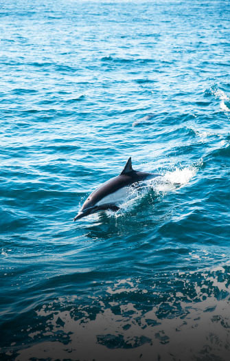 Adelaide Dolphin Sanctuary