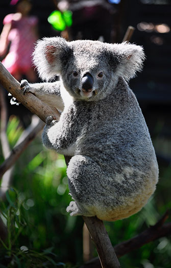 Koala-Sanctuary