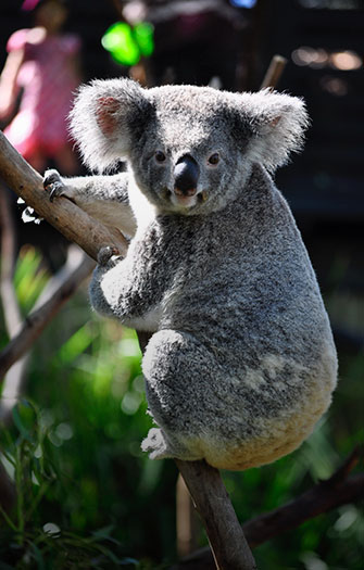 Lone Pine Koala Sanctuary 