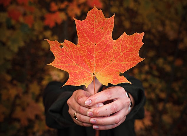 study english in canada or study french, person holding maple leave