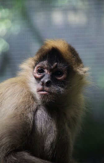 Melbourne Zoo