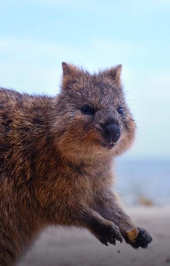 Rottnest Island