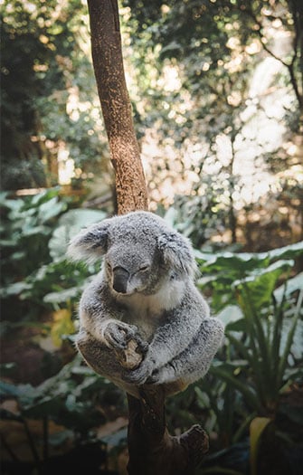 Taronga Zoo