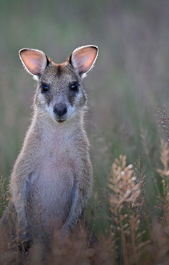Australia Zoo